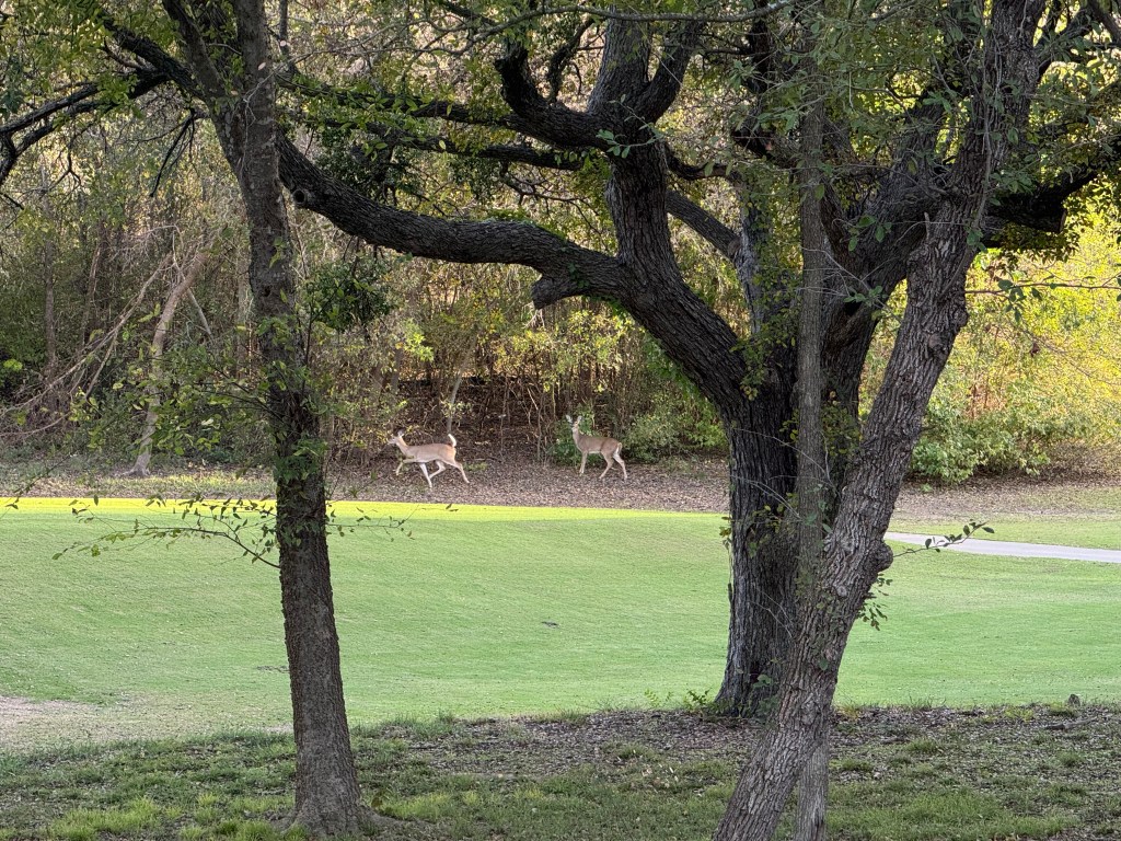 golf course background